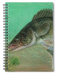 Image result for Sander vitreus