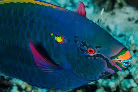 Image result for Scarus niger