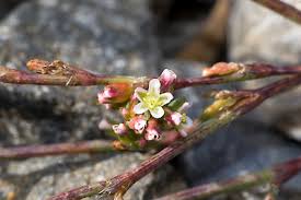 Attēlu rezultāti vaicājumam “Polygonum aviculare flower”