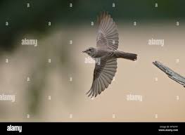 Attēlu rezultāti vaicājumam “Muscicapa striata adult”