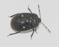 Attēlu rezultāti vaicājumam “Adomerus biguttatus”