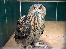 Attēlu rezultāti vaicājumam “Bubo bubo”