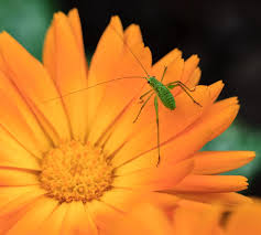 Attēlu rezultāti vaicājumam “Tettigoniodea”
