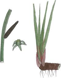 Image result for Acorus calamus