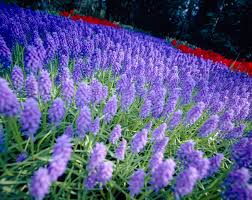 Attēlu rezultāti vaicājumam “Muscari armeniacum”