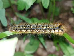 Attēlu rezultāti vaicājumam “Euthrix potatoria larva”