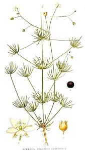 Attēlu rezultāti vaicājumam “Spergula arvensis”