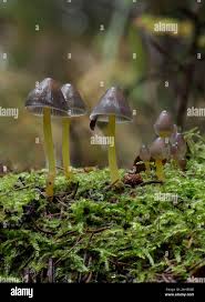 Attēlu rezultāti vaicājumam “Mycena viscosa”