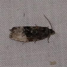 Attēlu rezultāti vaicājumam “Hedya nubiferana”