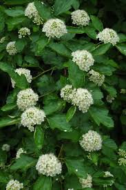 Attēlu rezultāti vaicājumam “Physocarpus opulifolius”