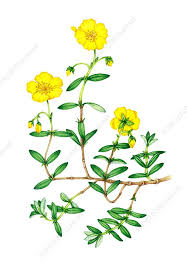 Attēlu rezultāti vaicājumam “Helianthemum nummularium leaf”
