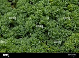 Attēlu rezultāti vaicājumam “Honckenya peploides bud”