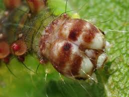 Attēlu rezultāti vaicājumam “Drepana falcataria”