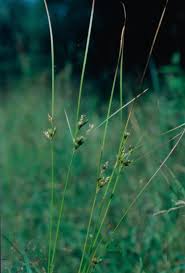 Attēlu rezultāti vaicājumam “Juncus alpinoarticulatus fruit”