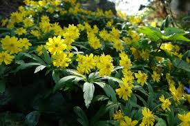 Attēlu rezultāti vaicājumam “Anemone ranunculoides flower”