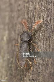 Attēlu rezultāti vaicājumam “Anobiidae”