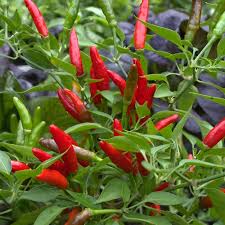 Afbeeldingsresultaat voor thai bird pepper hot pepper