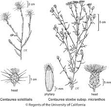 Attēlu rezultāti vaicājumam “Centaurea stoebe fruit”
