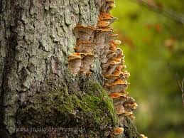 Attēlu rezultāti vaicājumam “Coriolopsis trogii”