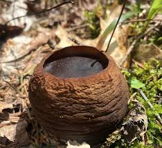 Attēlu rezultāti vaicājumam “Sarcosoma globosum”