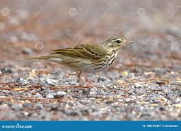 Image result for Anthus hodgsoni