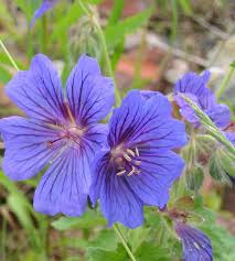 Image result for Geranium pratense