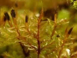 Attēlu rezultāti vaicājumam “Plagiochila porelloides sporophyte”