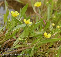 Attēlu rezultāti vaicājumam “Ranunculus flammula”