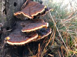 Attēlu rezultāti vaicājumam “Ischnoderma benzoinum”