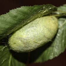Attēlu rezultāti vaicājumam “Saturnia pavonia eggs”
