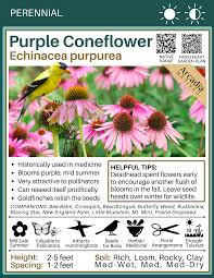 Attēlu rezultāti vaicājumam “Echinacea purpurea bud”