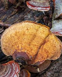 Attēlu rezultāti vaicājumam “Stereum fasciatum”