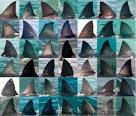 Great white shark dorsal fins are photographed for ID database ...