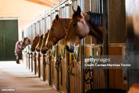 Image result for Carman Stables