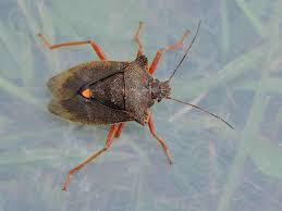 Attēlu rezultāti vaicājumam “Pinthaeus sanguinipes imago”