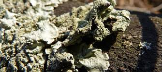 Attēlu rezultāti vaicājumam “Flavoparmelia caperata”