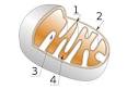 Eukaryote - Wikipedia, the free encyclopedia