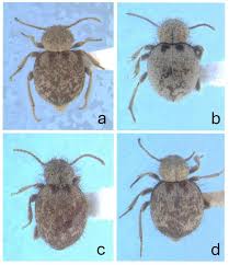 Attēlu rezultāti vaicājumam “Ptinus sp. female”
