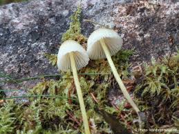 Attēlu rezultāti vaicājumam “Mycena epipterygia”