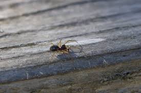 Attēlu rezultāti vaicājumam “Neottiura bimaculata”