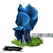 Attēlu rezultāti vaicājumam “Helvella lacunosa”