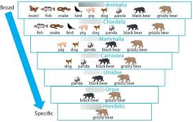 Image result for genus