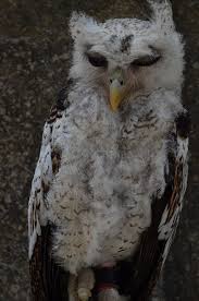 Attēlu rezultāti vaicājumam “Strigiformes”