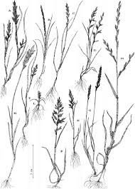 Image result for "Catapodium balearicum"