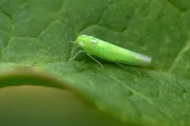 Attēlu rezultāti vaicājumam “Empoasca sp.”