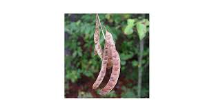 Attēlu rezultāti vaicājumam “Robinia pseudoacacia fruit”