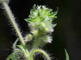 Attēlu rezultāti vaicājumam “Ambrosia artemisiifolia fruit”