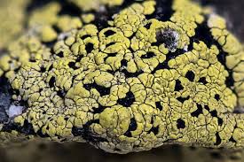 Attēlu rezultāti vaicājumam “Rhizocarpon geographicum”