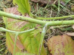 Attēlu rezultāti vaicājumam “Rubus caesius”
