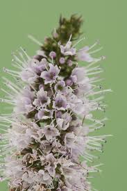 Attēlu rezultāti vaicājumam “Mentha spicata flower”